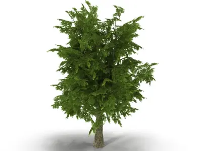 Tree LOW POLY juniper Low-poly 3D model