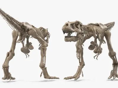  Tyrannosaurus Rex Skeleton Fossil Walking Pose 