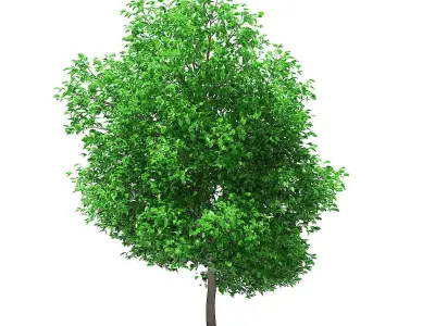 Grapefruit Tree 3D model