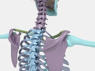 Plastic skeleton 3D model
