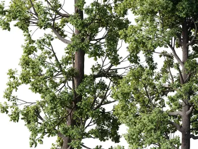 Broadleaf Tree Set 08 3D model