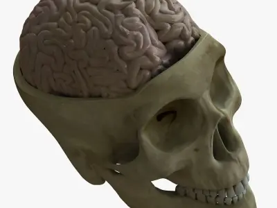 Human Skull with Brain 3D model