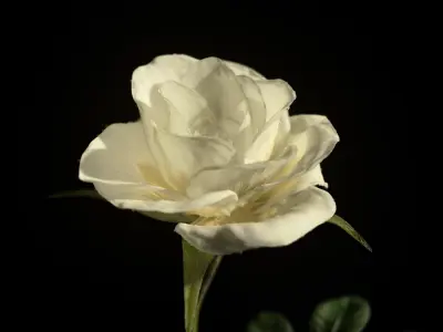  White rose animated 