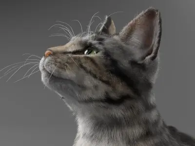  Cat Grey Tabby 
