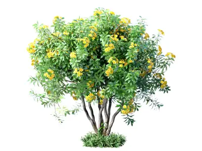 Outdoor garden plant tree shrub flowerbed with yellow flowers 3D model