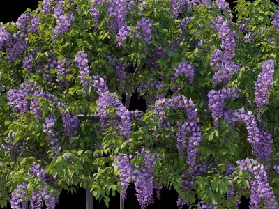 American Wisteria 02 3D model
