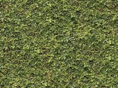 Seamless Green Bush Hedge Leaves Texture  Texture
