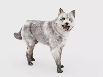 WHITE WOLF Rigged 3D model