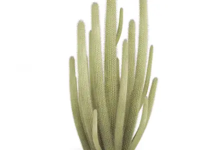Organ Pipe Cactus 3D model