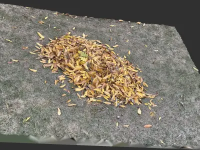 Leaves on the ground 3d scan 3D model