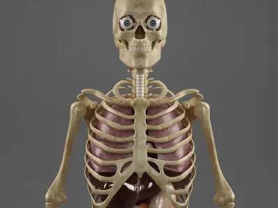 Anatomy Internal Organs Male 3D model