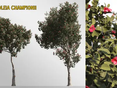4 tree 3d models-Vol 02 3D model