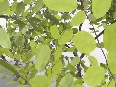 Amelanchier lamarckii Multistem 3D model