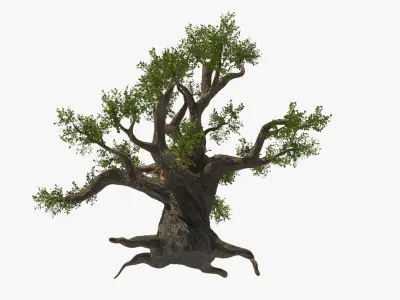  Puma Cub on Ancient Twisted Tree Fur 