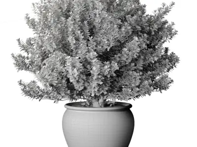 Decorative flowering tree shrub flowerpot Provence style lilac 3D model