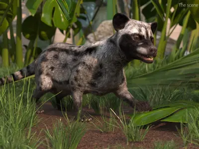  Asian Palm Civet for Kopi Luwak Gray Coat Rigged 