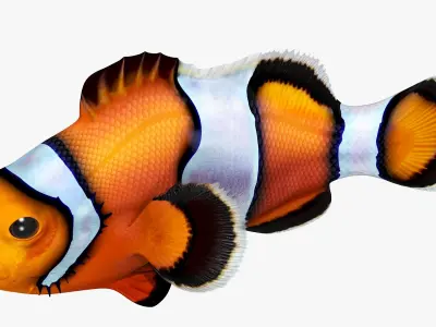  Coral Fish Rigged for Cinema 4D Collection 