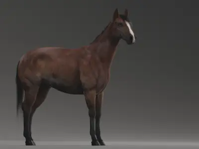  Horse ANIMATED 