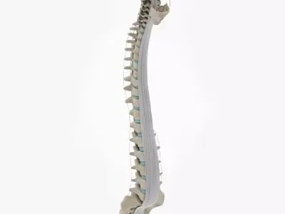 Vertebral Column Anatomy 3D model