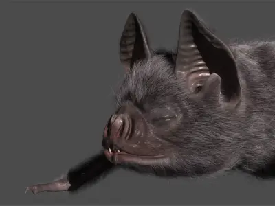  Vampire Bat 