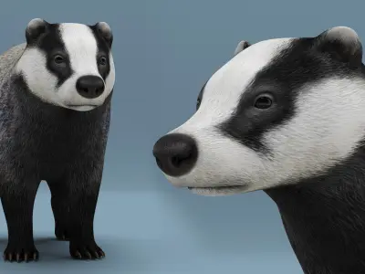  European Badger Grey Rigged 