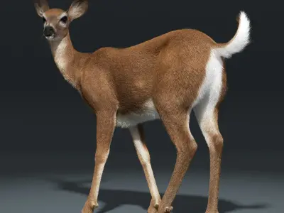  White Tailed Doe(FUR)(ANIMATED) 