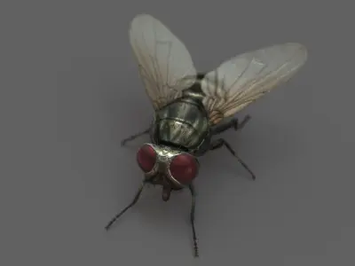  Housefly (2) (Animated) 