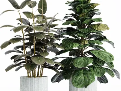 INDOOR PLANT SET 05 3D model