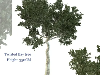 Twisted Bay tree Free 3D model