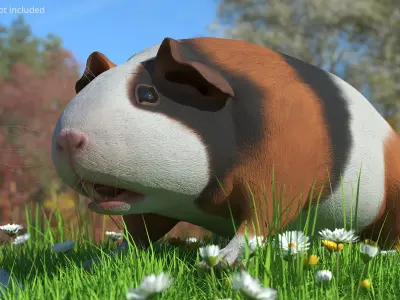  Tricolor Guinea Pig Short Hair Black Brown White Rigged 