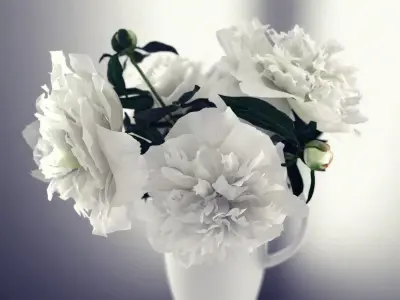 White Peonies 3D model
