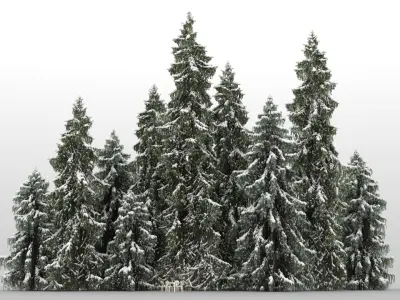  10 Brewer Spruce with snow 