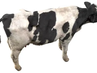  Dairy Cow (Rigged) 