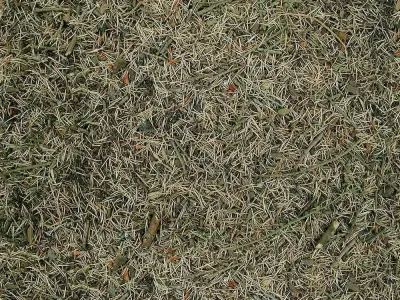 Seamless Pine Needles Ground Texture  Texture