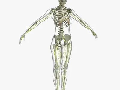 Human Male And Female Nervous System 3D model