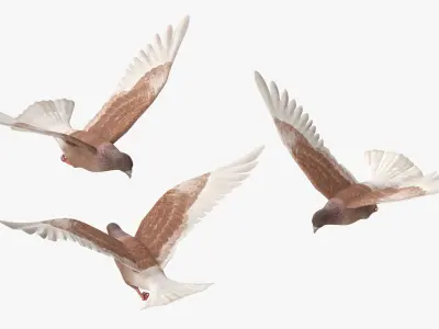  Lowpoly Ferals Dove Flying Position Brown 