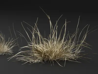 Grass Plant 3D model
