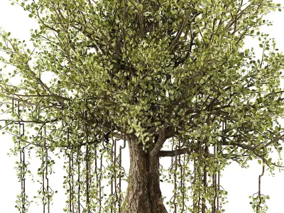 Banian tree 3D model