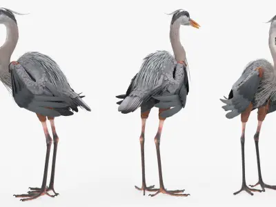  Blue Heron Bird For Blender 