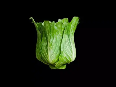 3D modeling vegetable lettuce  Low-poly 3D model