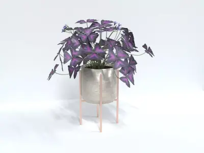 oxalis purple  3D model