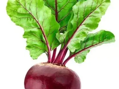 Ultra-Realistic Beetroot 3D Model Red Root with Green Leaves Low-poly 3D model
