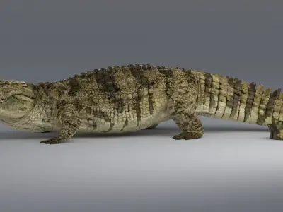  Crocodile Rigged 