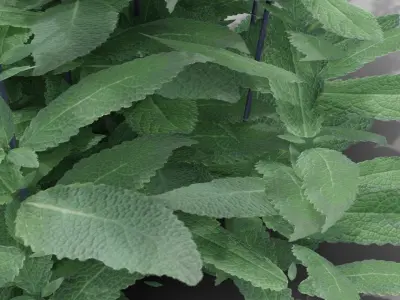 Salvia nemorosa Caradonna 3D model