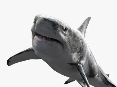  Shark (Rigged) 