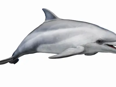  Bottlenose Dolphin Anatomy 