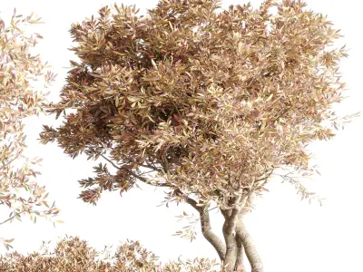 Outdoor Indoor plant dirty stone pots dry tree autumn plants 3D model