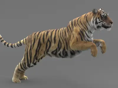  Tiger Animated 