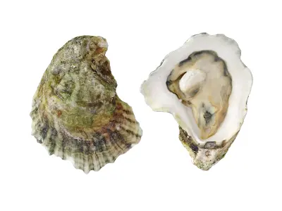Half Shell Oysters 6 Models