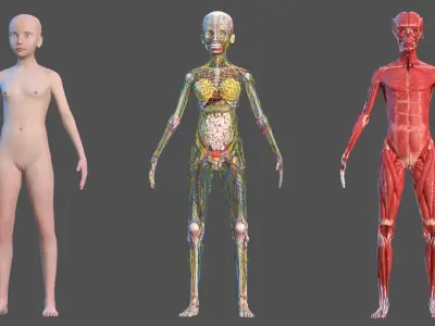  Complete Full Body Kid Girl Anatomy Fur 